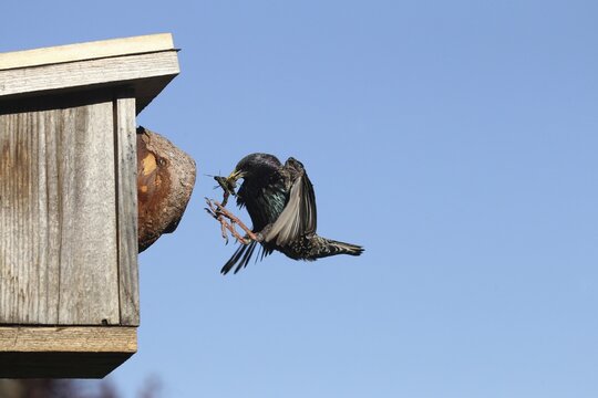 Starling (Sturnus vulgaris) flies to the nesting box in the garden with food in its beak, Allg&auml;u, Bavaria, Germany, Allg&auml;u, Bavaria, Germany