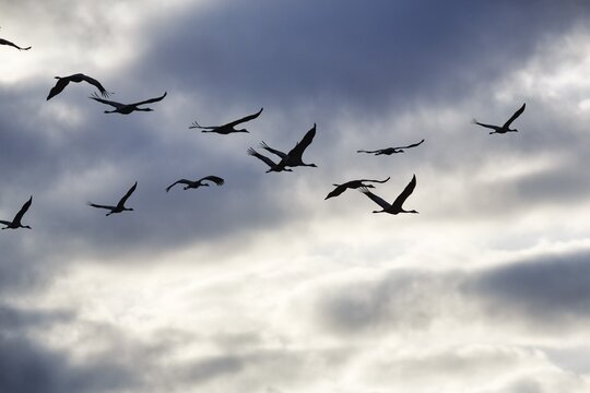 Cranes flying, grey crane (Grus grus), bird migration, silhouettes in the evening sky, Rehdener Geestmoor, Diepholzer Moorniederung, D&uuml;mmer nature park Park, Diepholz, Lower Saxony, Germany