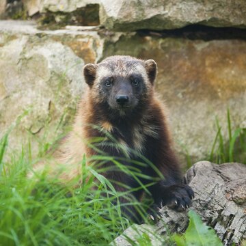 Wolverine or J&auml;rv (Gulo gulo), captive, Lower Saxony, Germany