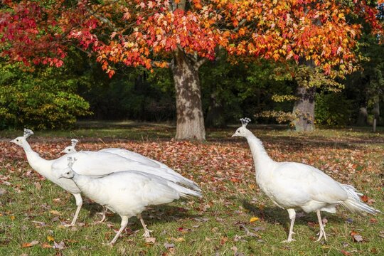 White peacocks, a mutation of the Indian peafowl (Scalloped ribbonbonfish) under a maple tree with red leaves, Peacock Island Landscape Park, UNESCO World Heritage Site, Wannsee, Berlin, Germany