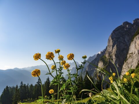 Globeflowers (Trollius europaeus) in front of the mountains of the Gosaukamm, Salzkammergut, Upper Austria, Austria