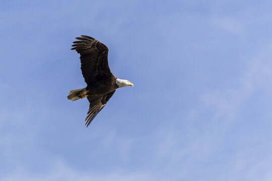 Bald eagle (Haliaeetus leucocephalus) flying, Ding Darling National Wildlife Refuge, Florida, USA