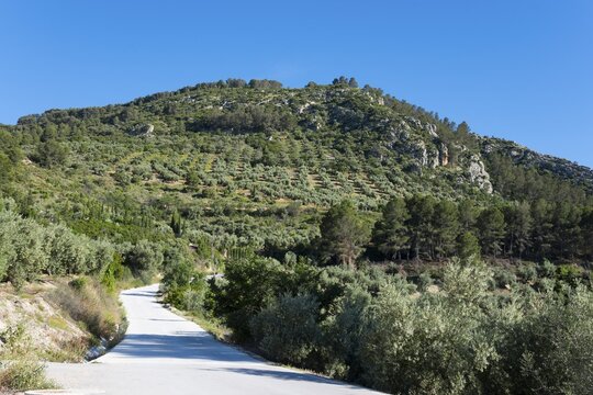 A road leading through green wooded hills, under a cloudless sky, olive groves at Bedmar y Garc&iacute;ez, Bedmar y Garciez, Ja&eacute;n province, Jaen, Andalusia, Spain