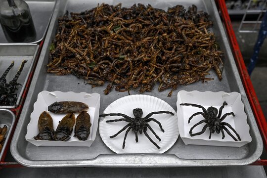 Deep-fried tarantulas, grasshoppers and bugs at a stall in the market on Khaosan Road, Bang Lamphu, Bangkok, Thailand