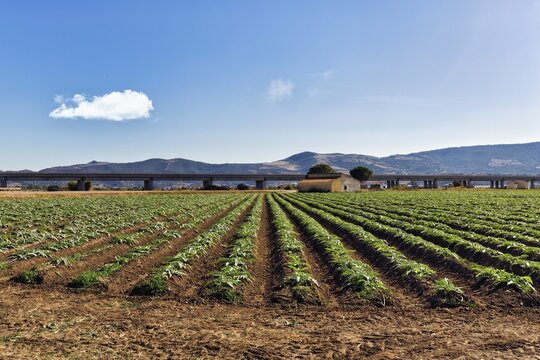 Artichoke (Cynara cardunculus) field in a plain, cultivation in rows, arable landscape, symbol photo, green plant growth in autumn, Sardinia, Italy