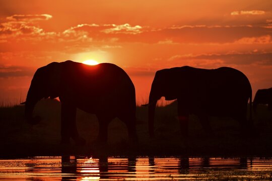 Two elephants (Loxodonta africana), silhouettes during sunset, Chobe National Park, Botswana