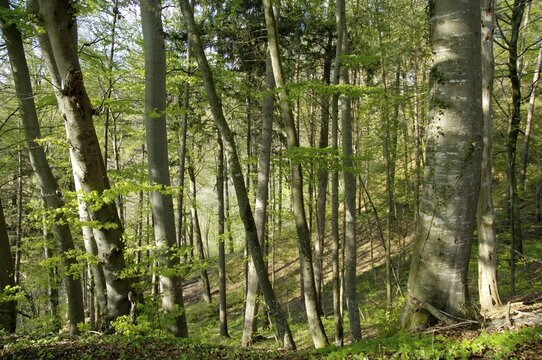 A forest of beech trees Fagus sylvatica in spring