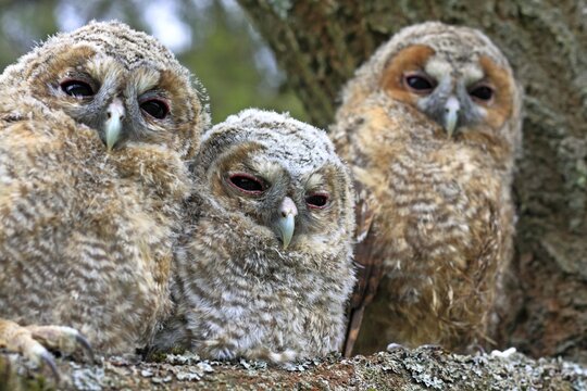 Three young Tawny Owls or Brown Owls (Strix aluco) perched on a tree, Westerwald, Solms, Lahn-Dill Kreis, Hesse, Germany