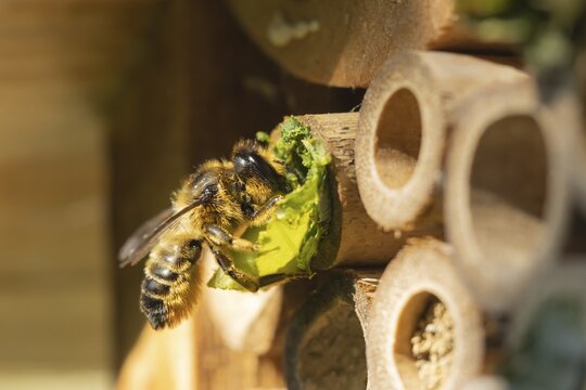 Leafcutter bee (Megachile willughbiella) adult insect filling a hole with a leaf in a garden bee hotel, Suffolk, England, United Kingdom
