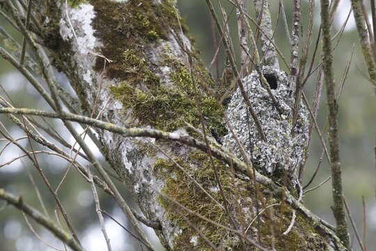 Nest of the Long-tailed Tit or Long-tailed Bushtit (Aegithalos caudatus), Allg&auml;u, Bavaria, Germany