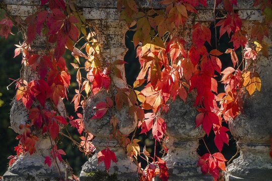 Autumn leaves on the terrace at the Orangery Palace in Sanssouci Park, UNESCO World Heritage Site, Potsdam, Brandenburg, Germany