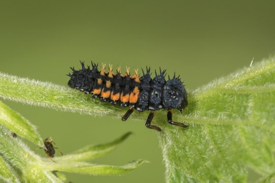 Asian Asian lady beetle (Harmonia axyridis) larva on a leaf stem, Baden- W&uuml;rttemberg, Germany