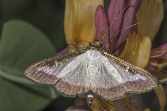 Close-up of a box tree moth (Cydalima perspectalis) on a flower of a honeysuckle (Lonicera), Baden- W&uuml;rttemberg, Germany