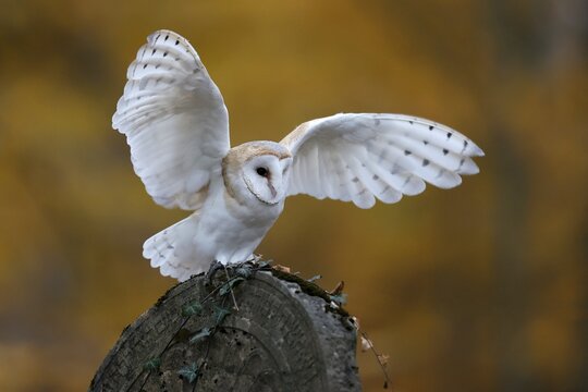 Common barn owl (Tyto alba), on a gravestone, Czech Republic