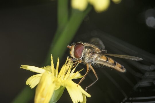 A winter hoverfly (Episyrphus balteatus) sits on a hawkweed (Hieracium sp.) flower and nibbles on pollen, Baden-W&uuml;rttemberg, Germany