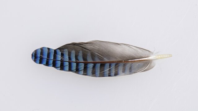 Feather of a jay (Garrulus glandarius), exempted, Vechta, Lower Saxony, Germany
