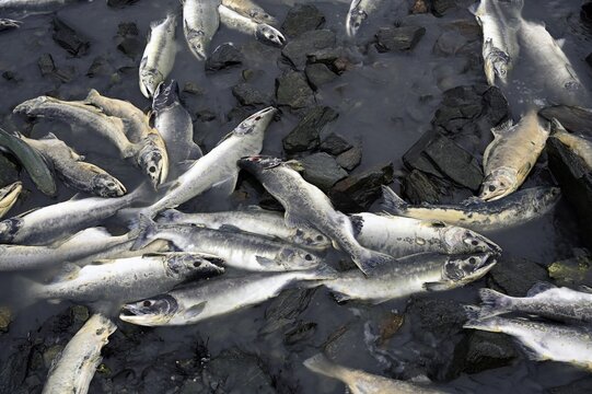 Pink salmons (Oncorhynchus gorbuscha) lying dead on the river bank after spawning, Prince William Sound, Alaska, USA