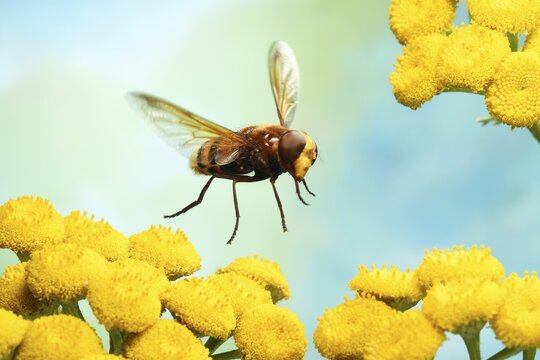 Hornet Mimic Hoverfly (Volucella zonaria) in flight on yellow Tansy (Tanacetum vulgare), Germany