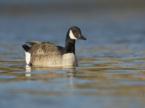 Canada Geese (Branta canadensis), Luxembourg