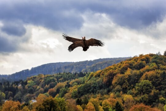 Two hooded vulture (Necrosyrtes monachus) flying in the cloudy sky over autumn forest, captive, Bird Park, Adlerwarte Berlebeck, Detmold, North Rhine-Westphalia, Germany
