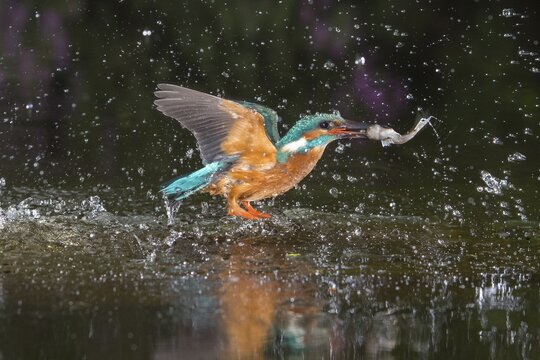 Busted Common kingfisher ( Alcedo atthis) with captured fish, hunting, Netherlands