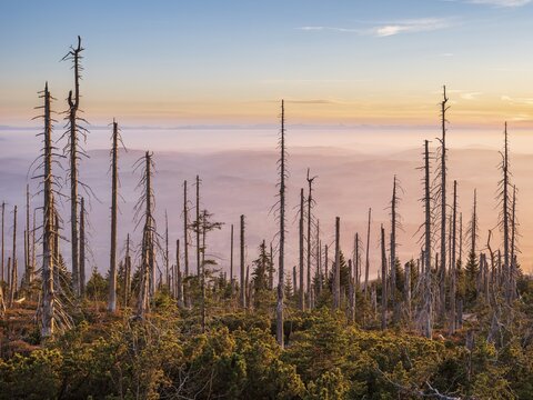 View from the Bavarian Pl&ouml;ckenstein on the border to the Czech Republic to the Alps, fog in the lowlands, in front dead forest in the evening light, Haidm&uuml;hle, Bavarian Forest, Lower Bavaria, Bavaria, Germany