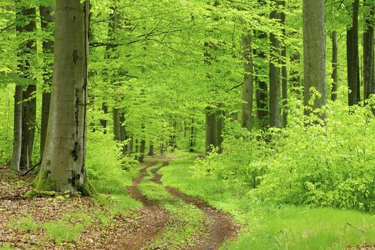 Hiking trail through near-natural beech forest in spring, fresh green, large old beeches, Steigerwald, Lower Franconia, Bavaria, Germany