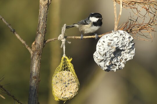 Coal Tit (Periparus ater) at winter feeding, Allg&auml;u, Bavaria, Germany