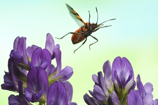 Corizus hyoscyami (Corizus hyoscyami), in flight, on bloom of Alfalfa (Medicago sativa), Germany