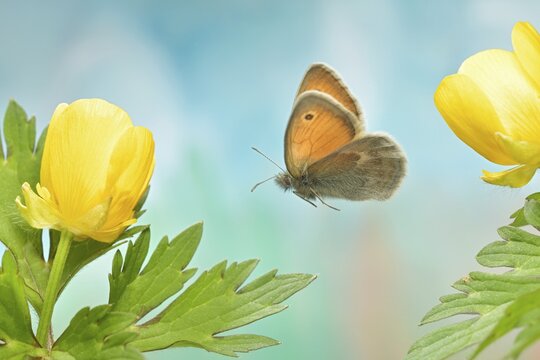 Small heath (Coenonympha pamphilus) in flight at the flower of the yellow anemone (Anemone ranunculoides)