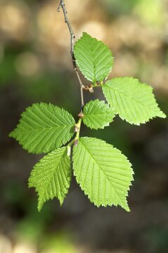 Hazelnut leaves on a twig in spring