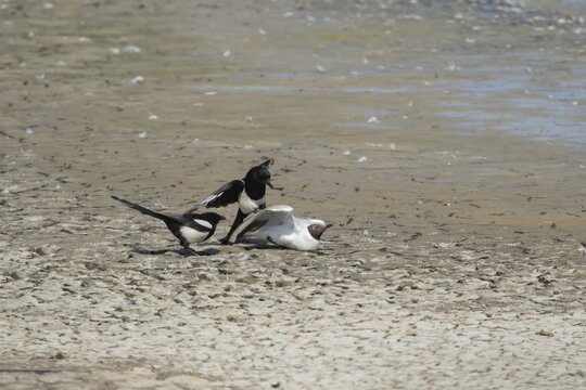 Black headed gull (Chroicocephalus ridibundus) adult bird dying of bird flu being attacked by two Eurasian magpie (Pica pica) on a scrape, Suffolk, England, United Kingdom