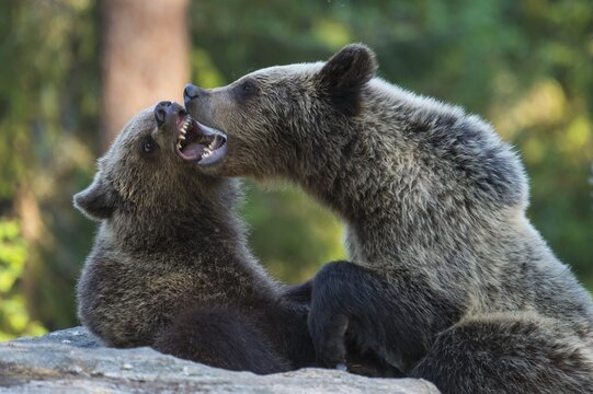 Brown bears (Ursus arctos) fighting playfully in the boreal coniferous forest, play, bite, Suomussalmi, Karelia, Finland
