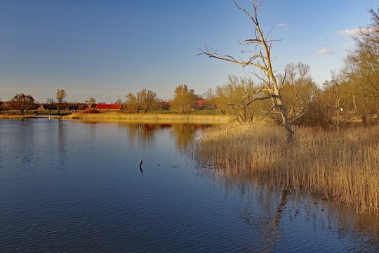 Dead tree reflected in the water of Lake Gartow, spring, Gartow, Wendland, Lower Saxony