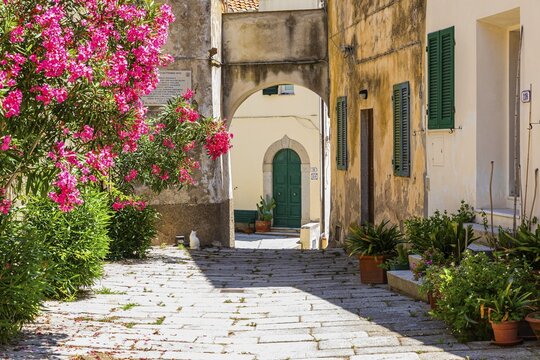 Narrow cobbled alley with potted plants and flowering bushes in Sant'ilario in Campo, Elba, Tuscan Archipelago, Tuscany, Italy