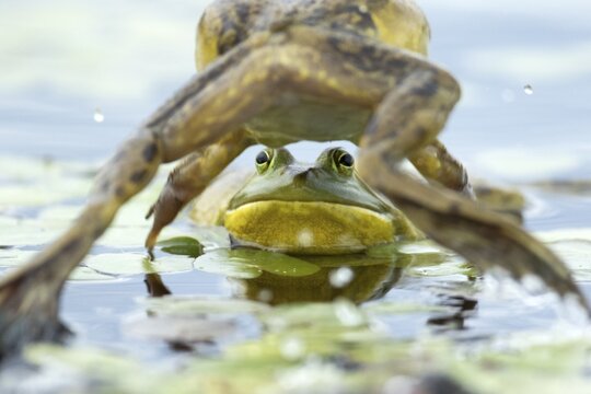 Bull frogs Lithobates catesbeianus. Male bull frog jumping on another male for a territorial fight during the breeding season. La Mauricie national park. Province of Quebec. Canada