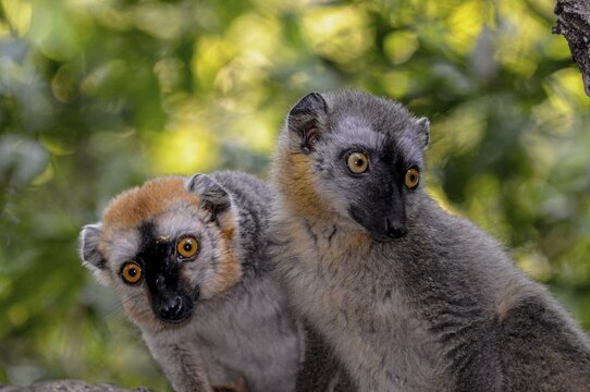 Red-fronted (Eulemur rufifrons) Brown Lemurs, Berenty private reserve, southern Madagascar