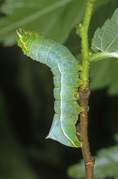 Copper Underwing (Amphipyra pyramidea), caterpillar