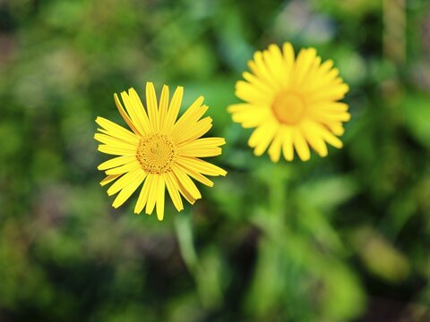 Ox-eye daisy (Buphthalmum salicifolium), Jenner, Berchtesgaden National Park, Sch&ouml;nau am K&ouml;nigssee, Berchtesgadener Land, Upper Bavaria, Bavaria, Germany