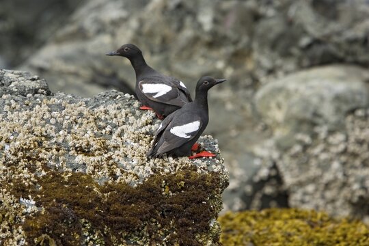 Auks, Pigeon Guillemot (Cepphus columba columba), Alaska, USA