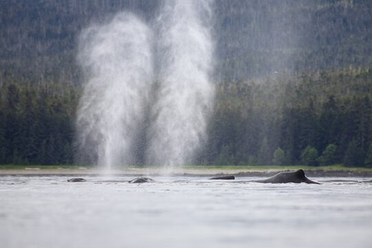 Humpback Whales blowing (Megaptera novaeangliae), Baleen Whales, Alaska's Inside Passage, Alaska, USA