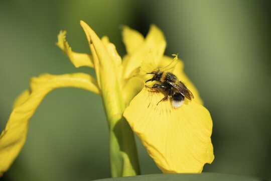 Buff tailed bumblebee (Bombus terrestris) adult bee feeding on a Yellow iris flower in summer, England, United Kingdom