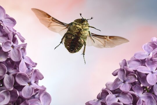 Rose beetle (Cetonia aurata) in flight at the flower of a common lilac (Syringa vulgaris)