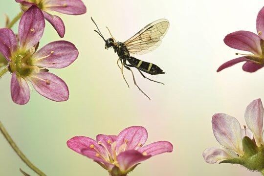 Cornstalk wasp (Cephus pygmaeus) in flight on the flowers of the Saxifraga arendsii, Germany
