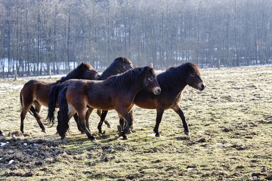 Exmoor ponies, herd on winter pasture, Hutewald forest in the Solling-Vogler nature park Park, Bodenfelde, Lower Saxony, Germany