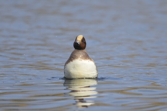 Eurasian wigeon (Mareca penelope) adult male duck on a lake, Suffolk, England, United Kingdom