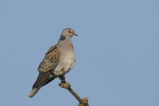 Turtledove (Streptopelia turtur), Wittlich, Rhineland-Palatinate, Germany