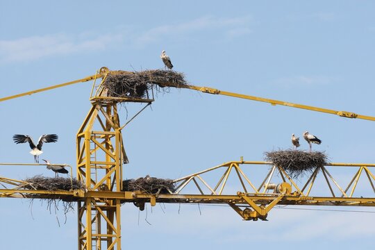 White storks (Ciconia ciconia) and white stork nests on the arm of a construction crane, Kirchheim, Unterallg&auml;u District, Bavaria, Germany