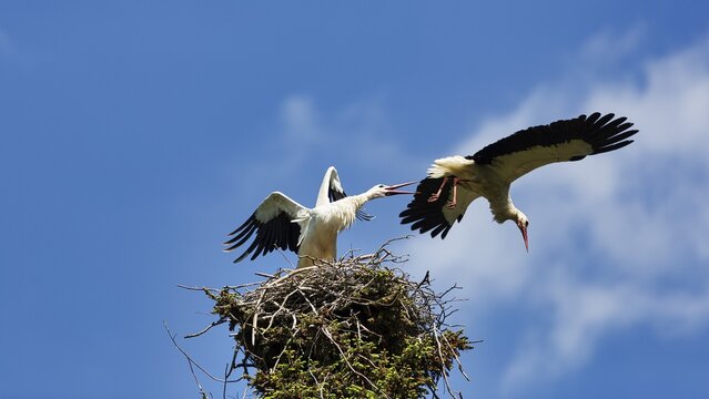White Stork (Ciconia ciconia) defends nest, territorial dispute, Lower Saxony, Germany