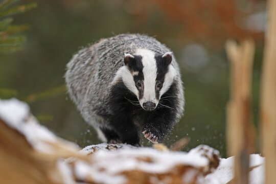 European badger (Meles meles), on a snow-covered tree trunk, Czech Republic